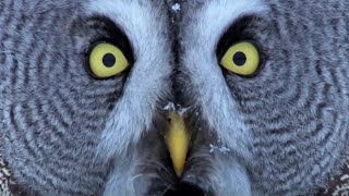 Mesmerising Owl Moments  BBC Earth [upl. by Soisinoid]