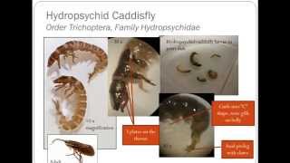 RiverWatch Macroinverterbrate Refresher Video Stoneflies and Caddisflies [upl. by Gert]