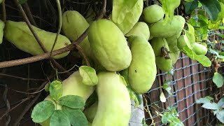 Chocolate vine  Akebia Quinata abundant crop is starting to ripen in mid September [upl. by Lledniuq400]