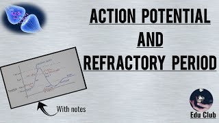 Action Potential In Neuron  Absolute amp Relative Refractory Period  Nerve Muscle Physiology [upl. by Lasonde970]