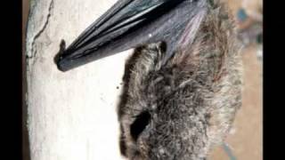 Trøllflogmús  Pipistrellus nathusii  Nólsoy 2010 [upl. by Dnalon]