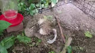 Coturnix Quail  Mating [upl. by Anerys]