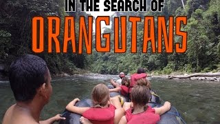 Jungle Trek with Orangutans in Sumatra [upl. by Essyla]