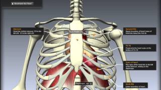 Cardiovascular System Location of the heart [upl. by Oreste304]