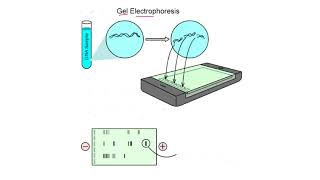 Chapter 3  Cell structure and functions  Part 6  Electrophoresis  Sindh Text Board [upl. by Ennahteb]