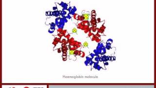 Introduction to Haemoglobin and Alpha Globin pt 1  6 [upl. by Adnuhsat691]