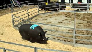 FAST and FATRosaires Racing Pigs [upl. by Etan]