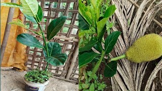 Propagation by cutting the branches of Jack fruit  Jack fruit tree [upl. by Rosenblum670]