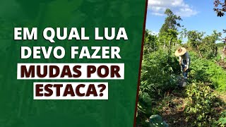 EM QUAL LUA FAZER MUDAS POR ESTACA PARA PRODUZIR ORGÂNICOS 15X MAIS [upl. by Worth814]