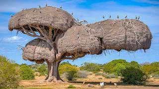 15 Most Amazing amp Largest Nests in The Animal World [upl. by Aerised638]