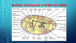 Circulatory system in Unio Lamellidens  BLOOD VASCULAR SYSTEM OF UNIO [upl. by Leira]