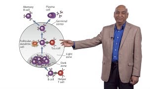 Shiv Pillai Harvard 3 IgG4Related Disease Collaboration Between B and T Cells [upl. by Agn]