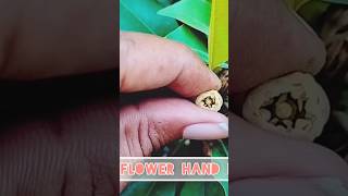 Sapodilla  Chiku  flower Hand pollination shortfeed greennature trendingshorts youtube [upl. by Icart]