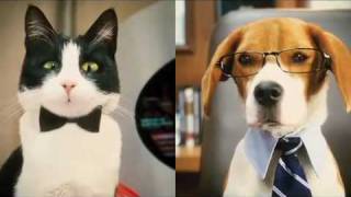 Como perros y Gatos  Trailer 1 [upl. by Ydarb]