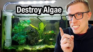 7 Tips to Remove Algae from Your Aquarium [upl. by Ley]