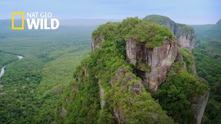 COLOMBIA SALVAJE ESPECIAL CHIBIRIQUETE  NATGEO WILD [upl. by Fleurette]