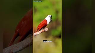 The ThreeWattled Bellbird The Birds Karaoke wildlife birds [upl. by Annoid]