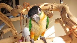 Calico  Baby Black Headed Caique [upl. by Aimat]