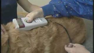 Microchipping your Cat [upl. by Hertberg]