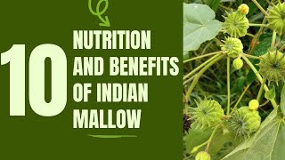 10 Medical Uses and Health Benefits of Indian Mallow Abutilon indicum Linn [upl. by Brantley]