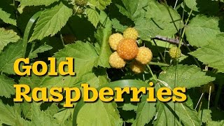 The Plants We Are Growing  Gold Raspberries amp More [upl. by Alam]