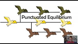 Gradualism vs Punctuated Equilibrium AP Biology Topic 710 [upl. by Nauwtna342]