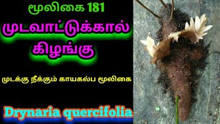 முடவாட்டுக்கால் கிழங்குDrynaria quercifoliamudavaattukkaalAlasal [upl. by Alekram929]