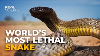 Why This Is the Deadliest Venom in the World [upl. by Rhiana]