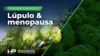 Lúpulo Humulus Lupulus  Reduz os efeitos da MENOPAUSA [upl. by Lynad]