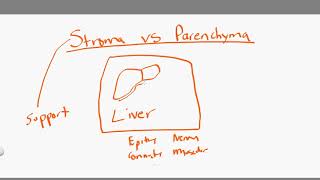 stroma vs parenchyma [upl. by Anela]