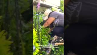 Moving a catmint because it’s too close a hydrangea garden flowers shortvideo [upl. by Gilmore]