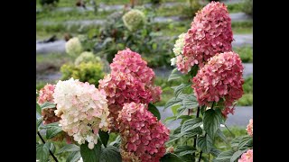 Pruning Panicle Hydrangeas [upl. by Lajes]