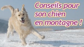 Conseils pour emmener son chien à la montagne [upl. by Sabu702]