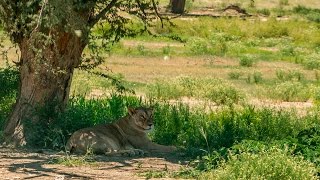 The Kgalagadi Game Drive 4K [upl. by Isus]