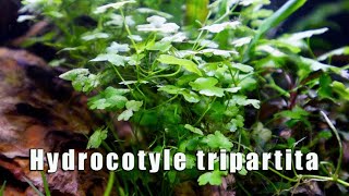 Hydrocotyle Tripartita  MUST HAVE Most Versatile Aquatic Plant [upl. by Binni392]