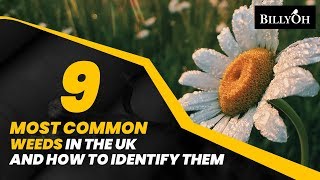 9 Most Common Weeds In The UK and How to Identify Them  Easy Gardening Hacks For Beginners [upl. by Ellehsyt477]