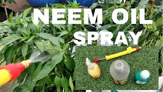 Neem Oil For Plants How to use neem oil on plants  Benefits of Organic Insecticide In The Garden [upl. by Nnairrehs952]