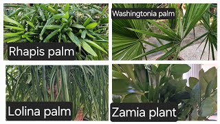 Rhapis palm Washingtonia palm Lolina palm Zamia plant [upl. by Murtagh902]