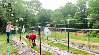 DIY gravity fed drip system using a milk jug [upl. by Nolek]