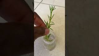 Easiest Way How to Propagate Portulaca by Cuttings in Water shorts portulaca [upl. by Cavil]