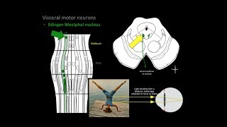 Brainstem Motor nuclei [upl. by Leissam]