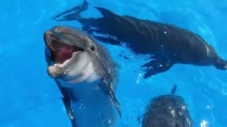 Dolphin Sounds and Noises You May Not Know [upl. by Valoniah]