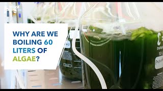 Why are we boiling 60 liters of algae  Human Technopoles Chlamy Farm [upl. by Sievert]