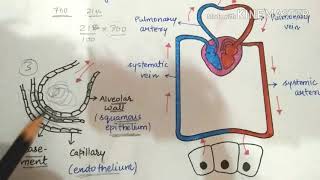 Mechanism of exchange of gasesvery simplified lecture [upl. by Willem]