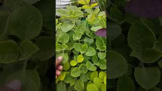 Ajwain Plant With Adenium Cutting Update 🌾🪴🌾 [upl. by Lanta]