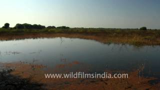 Wetland at Bharatpur Bird Sanctuary [upl. by Wootten]