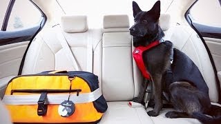 Dog SafetySeatbelts for Dogs A HowTo [upl. by Bronk]