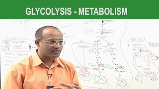 Glycolysis  Metabolism  Dr Najeeb [upl. by Novihs]