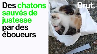 Des chatons sauvés de justesse par des éboueurs [upl. by Ymerej]