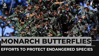 Efforts in Mexico to protect monarch butterflies winter grounds [upl. by Aihsei]